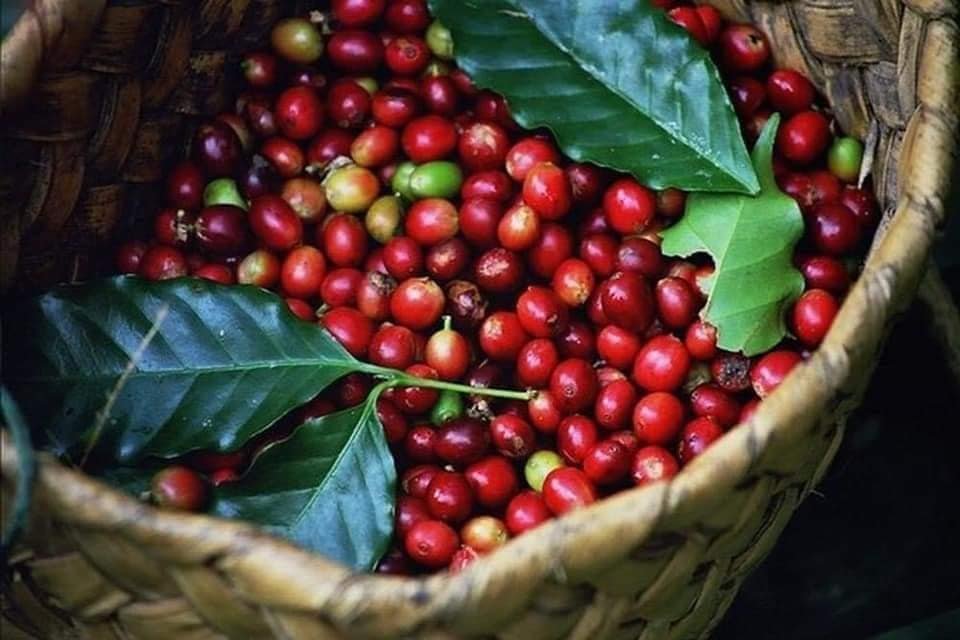 Cafe túi đỏ Hk3